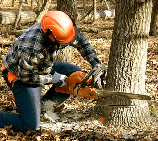 Tree Removal in Millerton, OK
